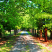 Queens Drive Horse Farm